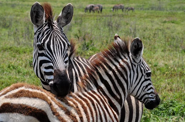 Zwei Zebras entspannen sich — Stockfoto
