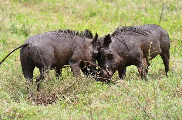 Fighting two warthog — Stock Photo, Image