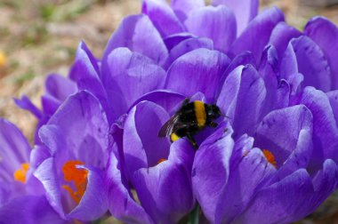 Bumblebee crocus-1