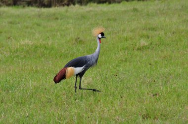 ngorongoro 3 taç Vinçler