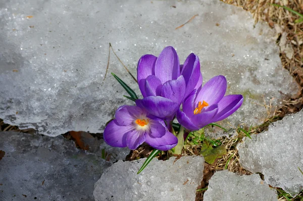 Цветы крокус со снегом — стоковое фото