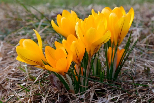Żółte krokusy kwitnący — Zdjęcie stockowe