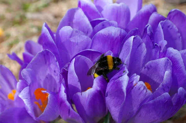 stock image Bumblebee on the Crocus-1