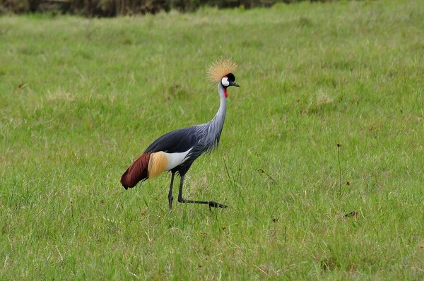 Коронованные краны Ngorongoro-3 — стоковое фото