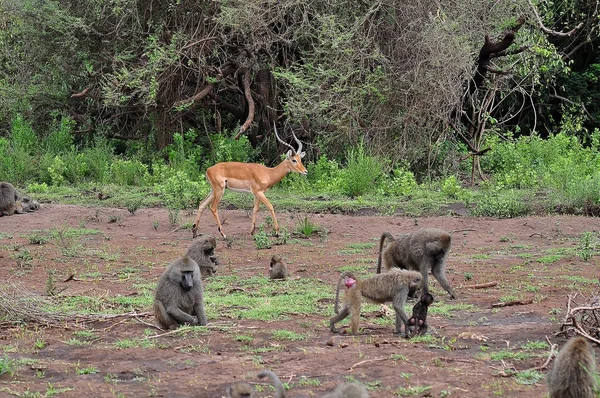 Babuinos na impala — Foto de Stock