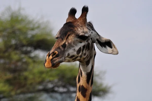 Zarif zürafa — Stok fotoğraf