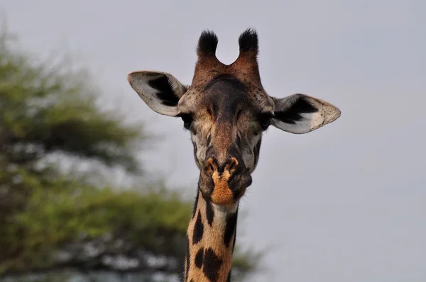 Curious giraffe — Stock Photo, Image