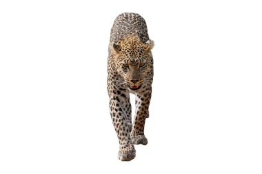 arandelas de acero crudasvahşi kedi - leopar başarılı bir avdan dönen.