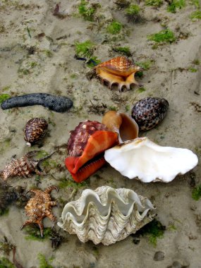 Hint Okyanusu'nun dibinde deniz kabukları