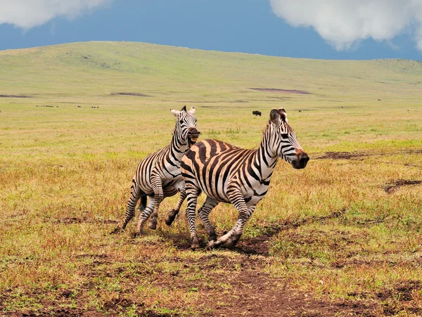 Spelen zebra — Stockfoto
