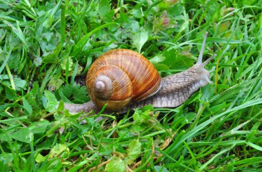 un gran caracol arrastrándose