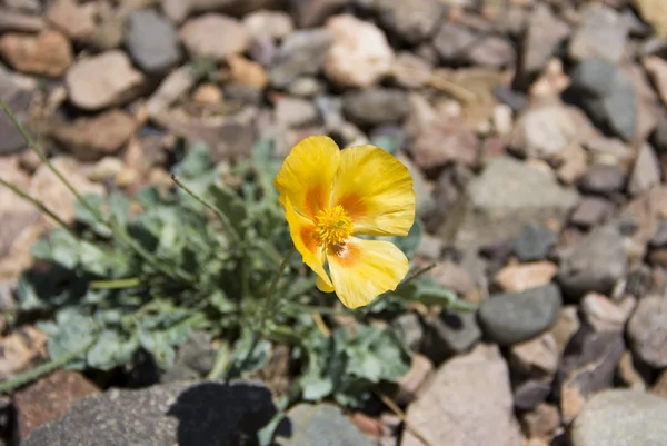 Single yellow flower in the desert