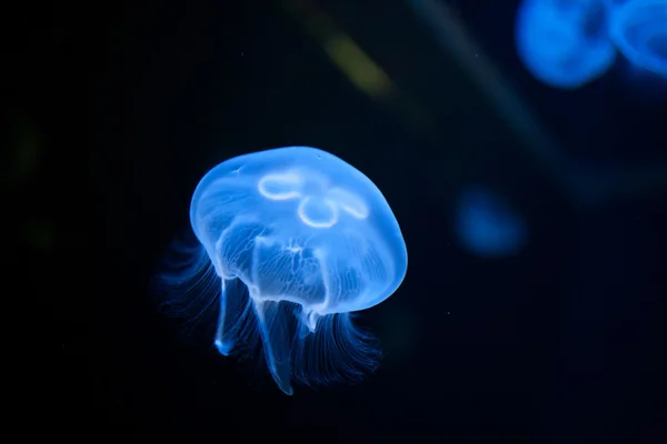 stock image Jellyfish