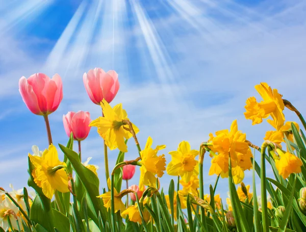 stock image Tulips and narcissus