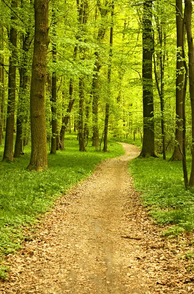 stock image Track in quiet wood