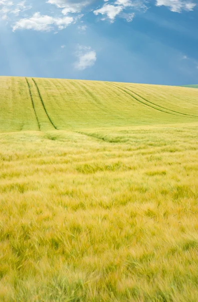 Landscape of field — Stock Photo, Image