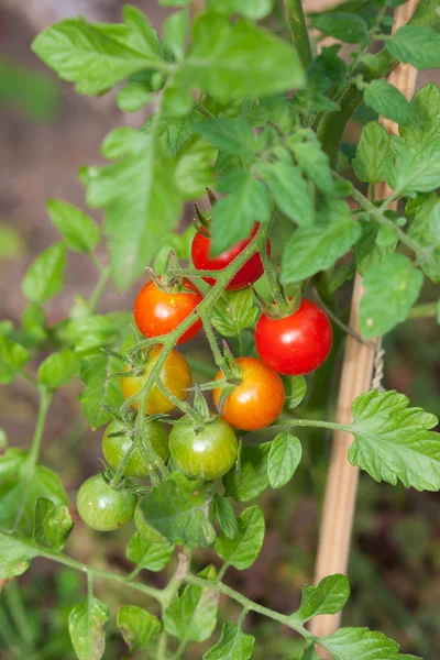 stock image Cherry tomatoes