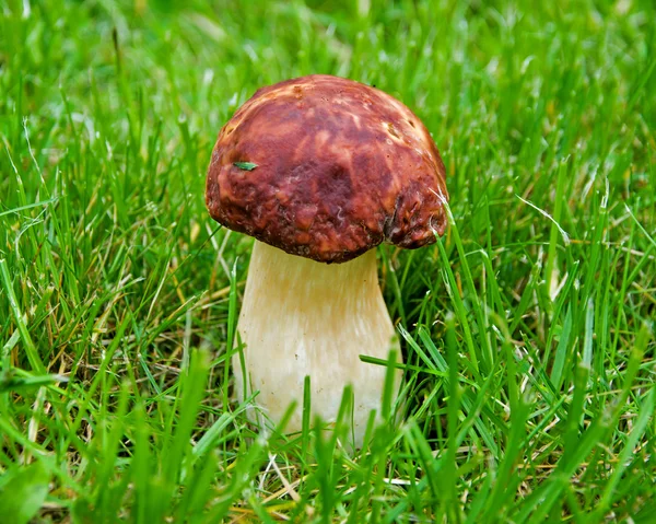 Grote witte champignons op een achtergrond van gras close-up — Stockfoto