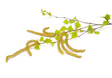 Birch branches with leaves and catkins closeup on white background clipart