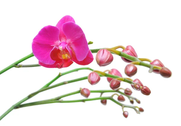 Orquídea. Flor e botões de flores closeup no fundo branco . — Fotografia de Stock