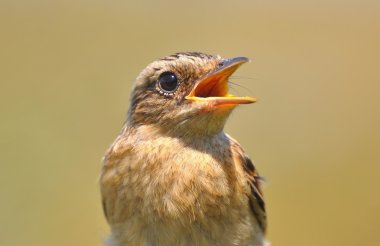 Saxicola rubetra. civciv ile bir açık Gaga yakın oturur.