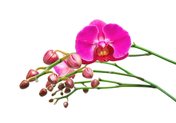 Ορχιδέα φωτεινό χρώμα. ο κλάδος της ορχιδέες με μπουμπούκια και λουλούδια. — Φωτογραφία Αρχείου