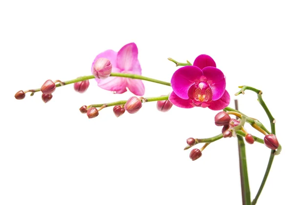 Orchid. The branch of orchids with flower buds and flowers. — Stock Photo, Image