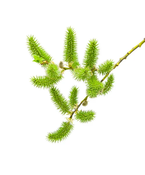 Willow branch with catkins. — Stock Photo, Image