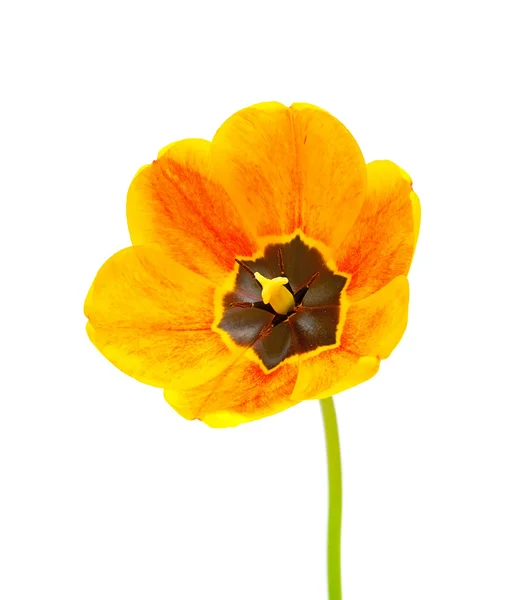 Tulipán amarillo aislado sobre fondo blanco — Foto de Stock