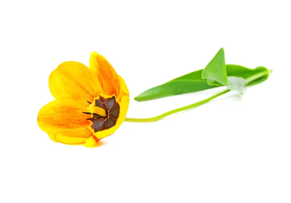 Tulipa flor amarelo-laranja cor é isolado em um fundo branco de perto — Fotografia de Stock