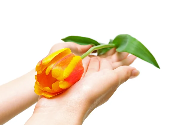 Kwiat pomarańczowo żółty tulipan w rękach dziewczynki — Zdjęcie stockowe