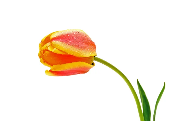 Tulipe jaune orangé en gouttes d'eau — Photo
