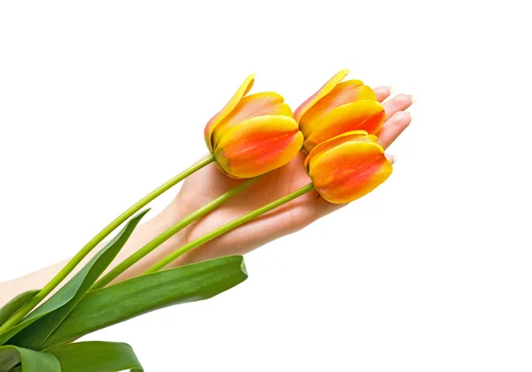 Flowers in women's hands on a white background — Stock Photo, Image
