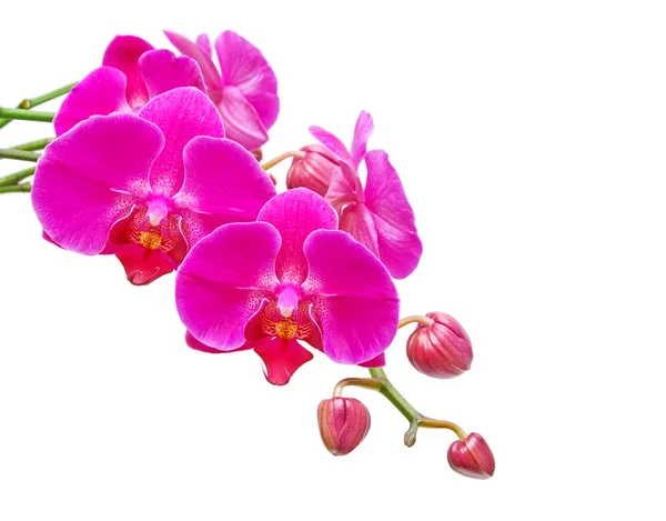 Orchid. Branch of the orchid flowers and buds of flowers on a white backgro — Stock Photo, Image