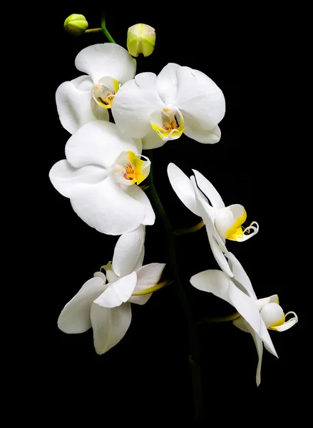 Orkidé phalaenopsis. blommor vita orkidéer på svart bakgrund. — Stockfoto