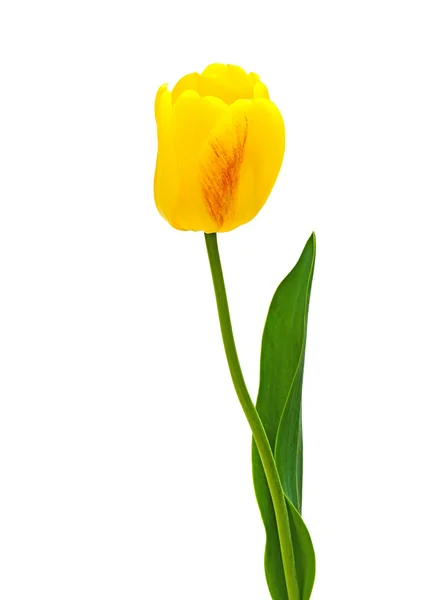 Žlutý Tulipán close-up na bílém pozadí. — Stock fotografie