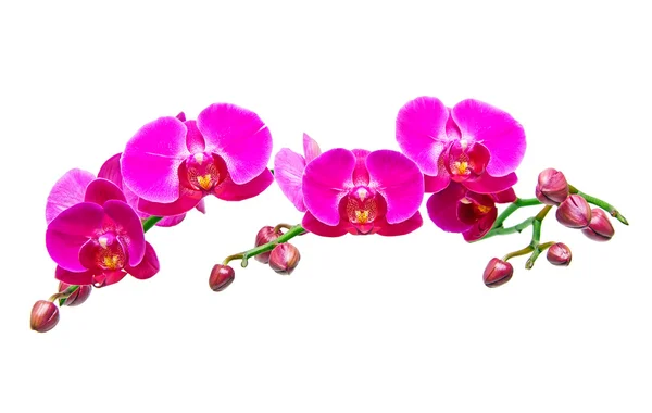 Květy orchideje orchidej phalaenopsis.beautiful izolovaných na bílém pozadí. — Stock fotografie