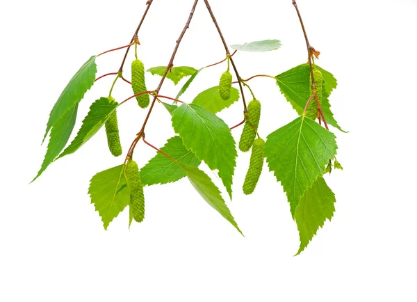 Březové větve s mladými listy a jehnědy. — Stock fotografie