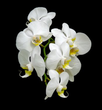 White orchid blooms. clipart