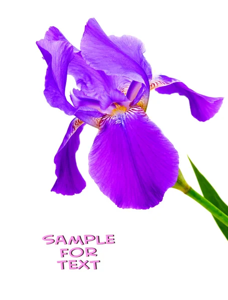Iris de flores sobre fondo blanco . — Foto de Stock