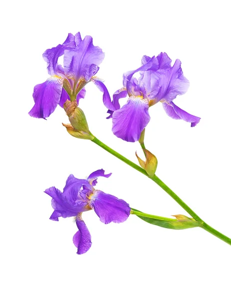 Branch of iris flowers closeup on white background — Stock Photo, Image