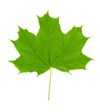 Maple leaf. clipart