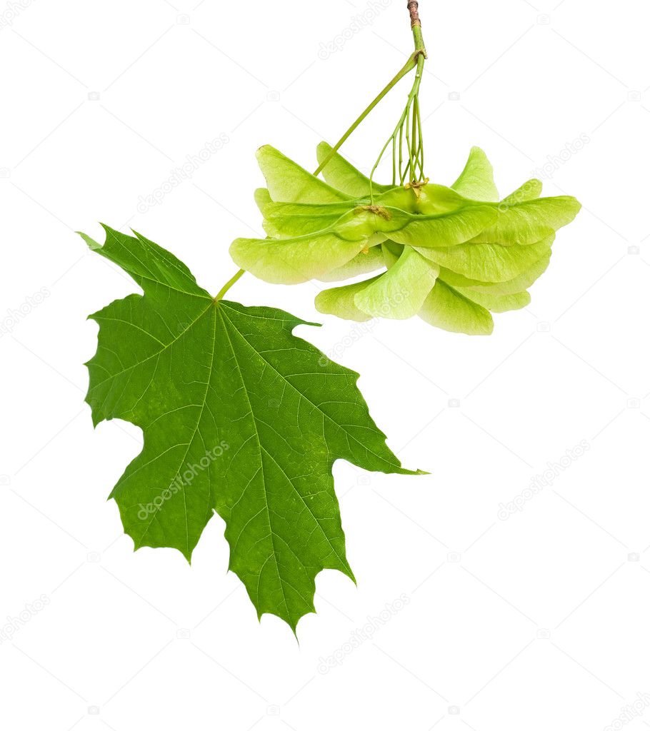 Green leaves and seeds of maple on a white background close-ups.