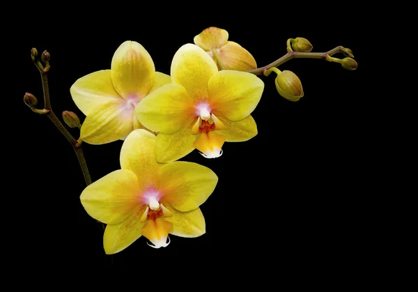 Żółte kwiaty storczyki na czarnym tle z bliska — Zdjęcie stockowe
