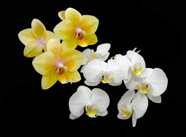 Buquê de orquídeas amarelas e brancas sobre um fundo preto — Fotografia de Stock