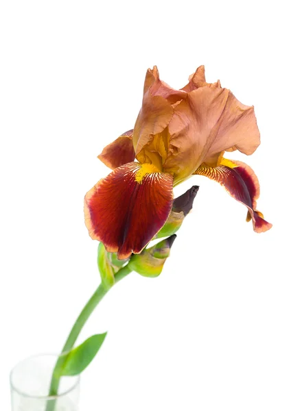 Grote en mooie bloem iris close-up op witte achtergrond — Stockfoto