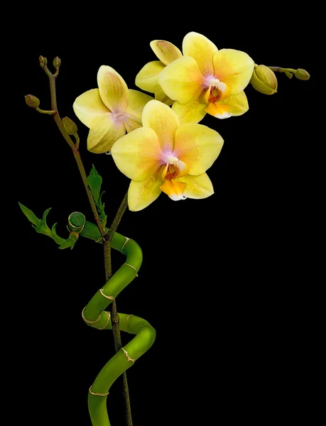 Orquídea amarela florescente e bambu em um fundo preto — Fotografia de Stock