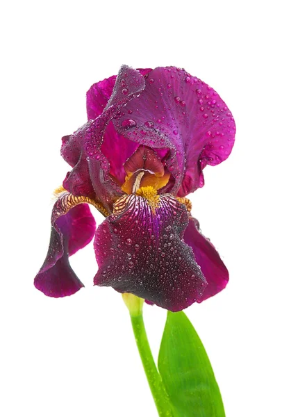 Flor de íris em gotas de orvalho em close-up — Fotografia de Stock
