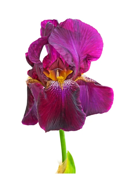 Bloeiende iris donkere paarse kleur close-up — Stockfoto