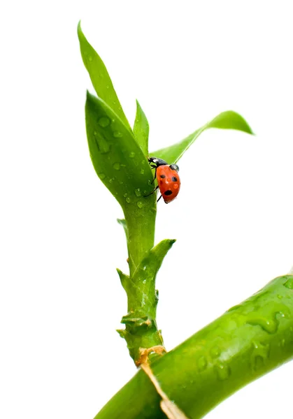 A zöld növény katicabogár — Stock Fotó